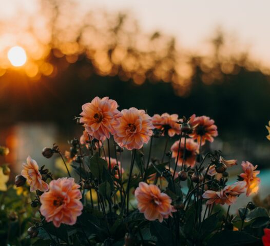 Rosa blommor i motljus av en solnedgång med suddig bakgrund.