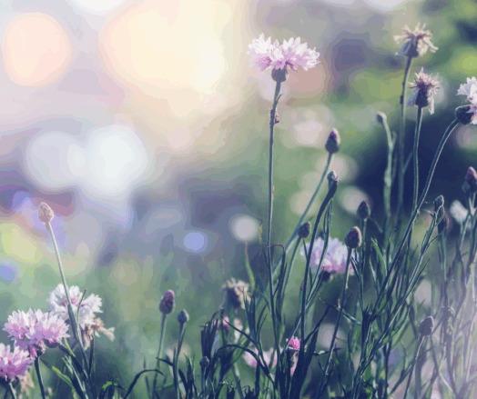 Delikata blommor i en solig, suddig bakgrund av en äng.